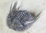 Spiny Leonaspis Trilobite - Morocco #64416-3